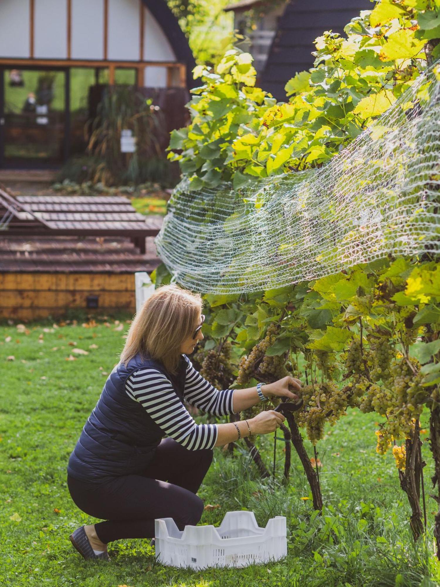 Sen I Wino, Domki Na Winnicy Ze Strefa Spa Zywiec Ngoại thất bức ảnh